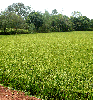 agricultura